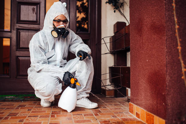 Reliable Wasp Removal contractor in Erma, NJ by Show Me Pest Control